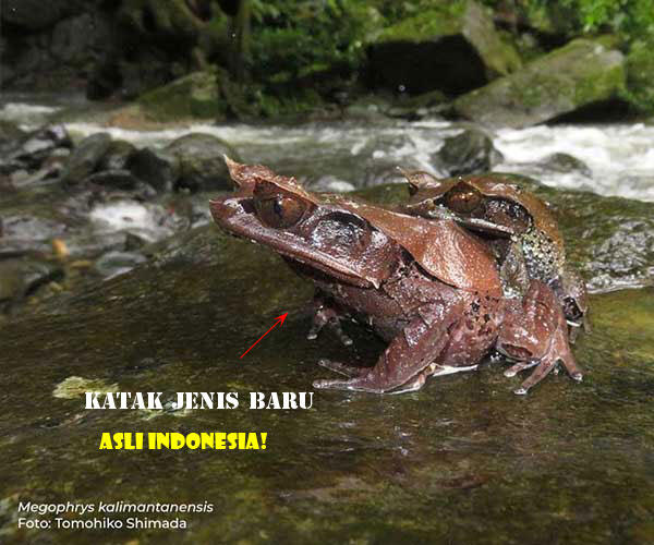 'Megophrys Kalimantanensis' Spesies Baru Katak Tanduk Asli Dari Kalimantan