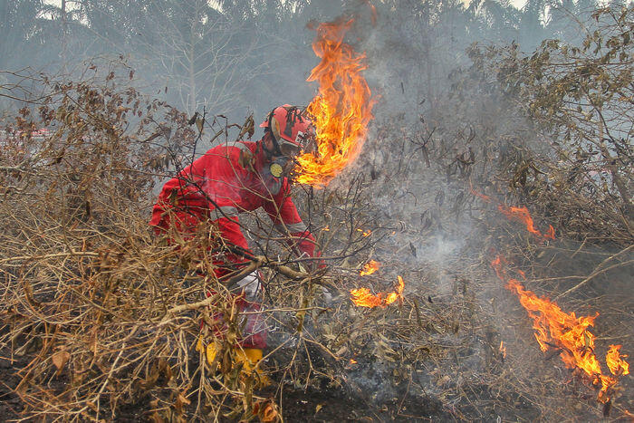 Hutan terbakar karena ulah pemburu landak