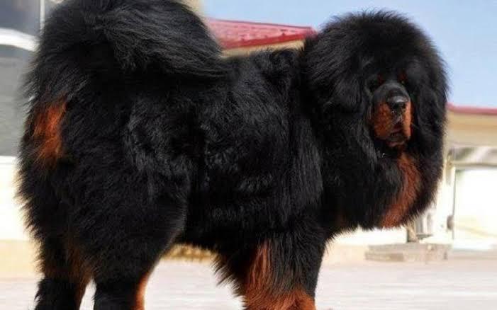 7 Jenis Anjing Paling Langka di Dunia