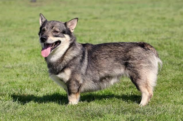 7 Jenis Anjing Paling Langka di Dunia