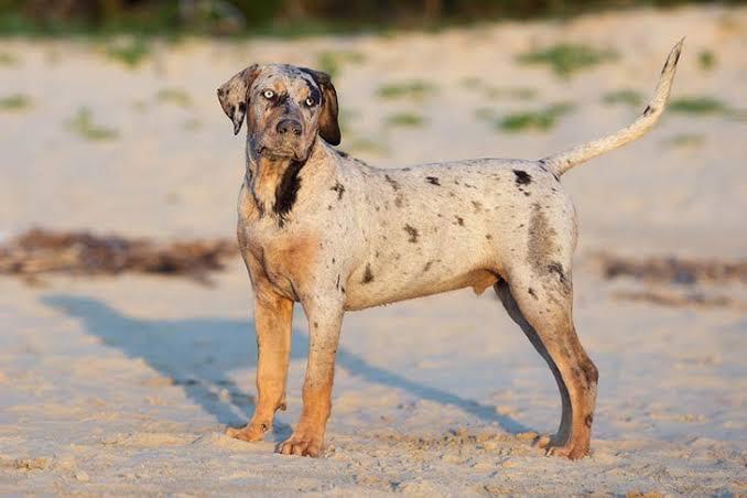 7 Jenis Anjing Paling Langka di Dunia