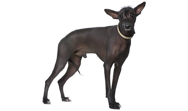 7 Jenis Anjing Paling Langka di Dunia