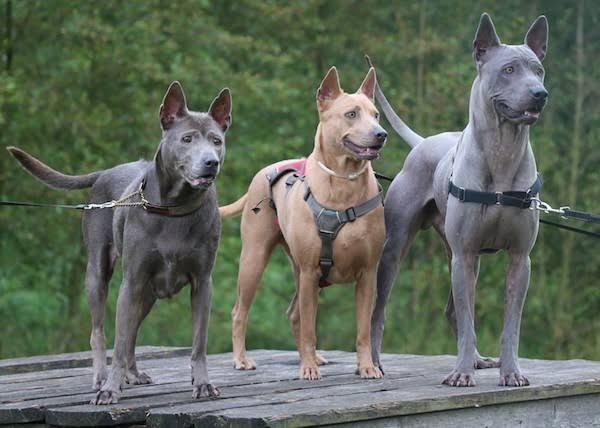 7 Jenis Anjing Paling Langka di Dunia