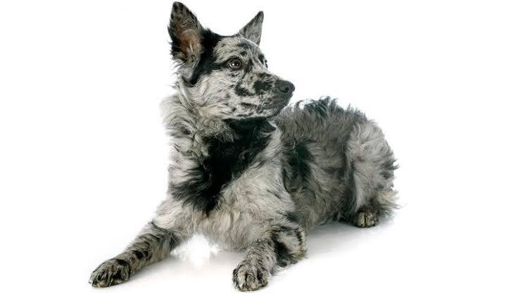 7 Jenis Anjing Paling Langka di Dunia
