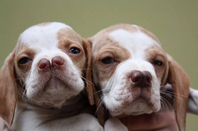 7 Jenis Anjing Paling Langka di Dunia