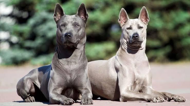 7 Jenis Anjing Paling Langka di Dunia