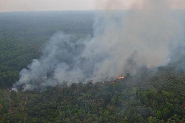 Berkat Restorasi Gambut, Karhutla di Dumai dan Siak Turun Signifikan