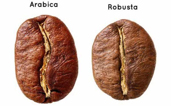 Bingung bedain kopi arabica dan robusta? Berikut beberapa perbedaannya