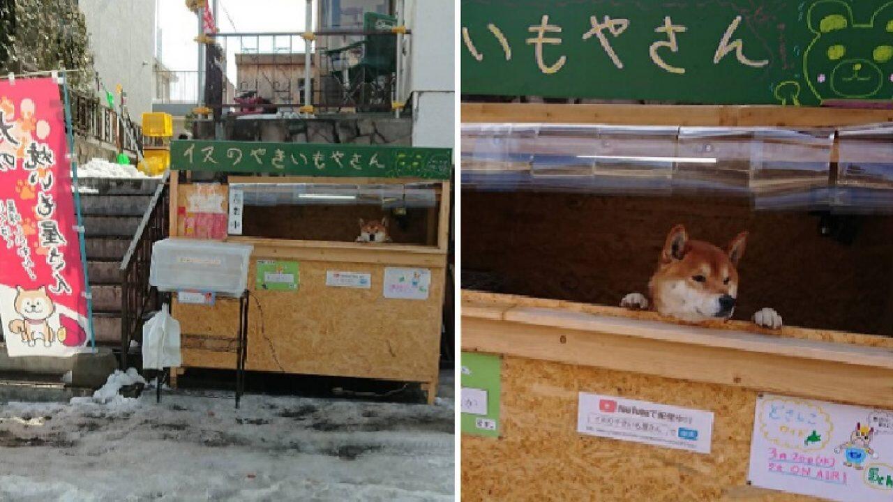 Liburan ke Hokkaido Jangan Lupa Beli Ubi Bakar yang Dijual Anjing Lucu Ini Gan!