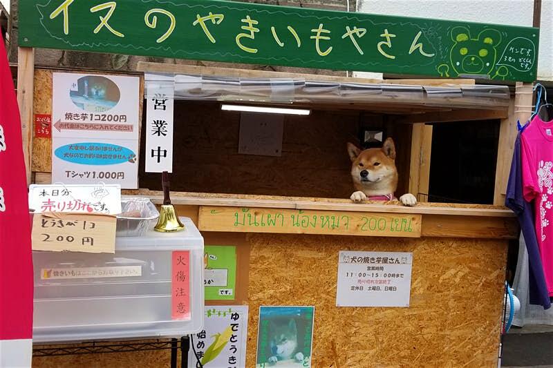 Liburan ke Hokkaido Jangan Lupa Beli Ubi Bakar yang Dijual Anjing Lucu Ini Gan!