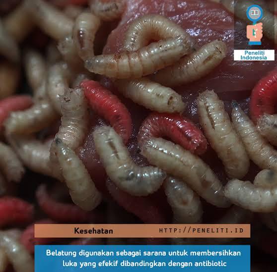 Jangan Kaget, 6 Hewan Menjijikkan Ini Punya Manfaat untuk Kesehatan