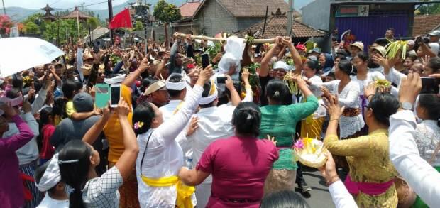 Meboros, Krama Desa Busungbiu Berburu Kidang untuk Pujawali