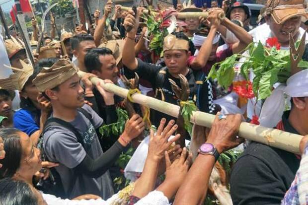 Meboros, Krama Desa Busungbiu Berburu Kidang untuk Pujawali