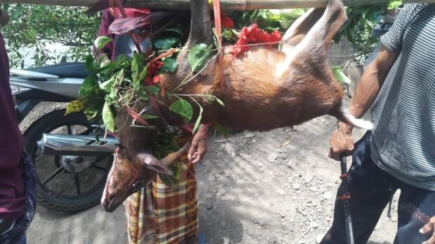 Meboros, Krama Desa Busungbiu Berburu Kidang untuk Pujawali