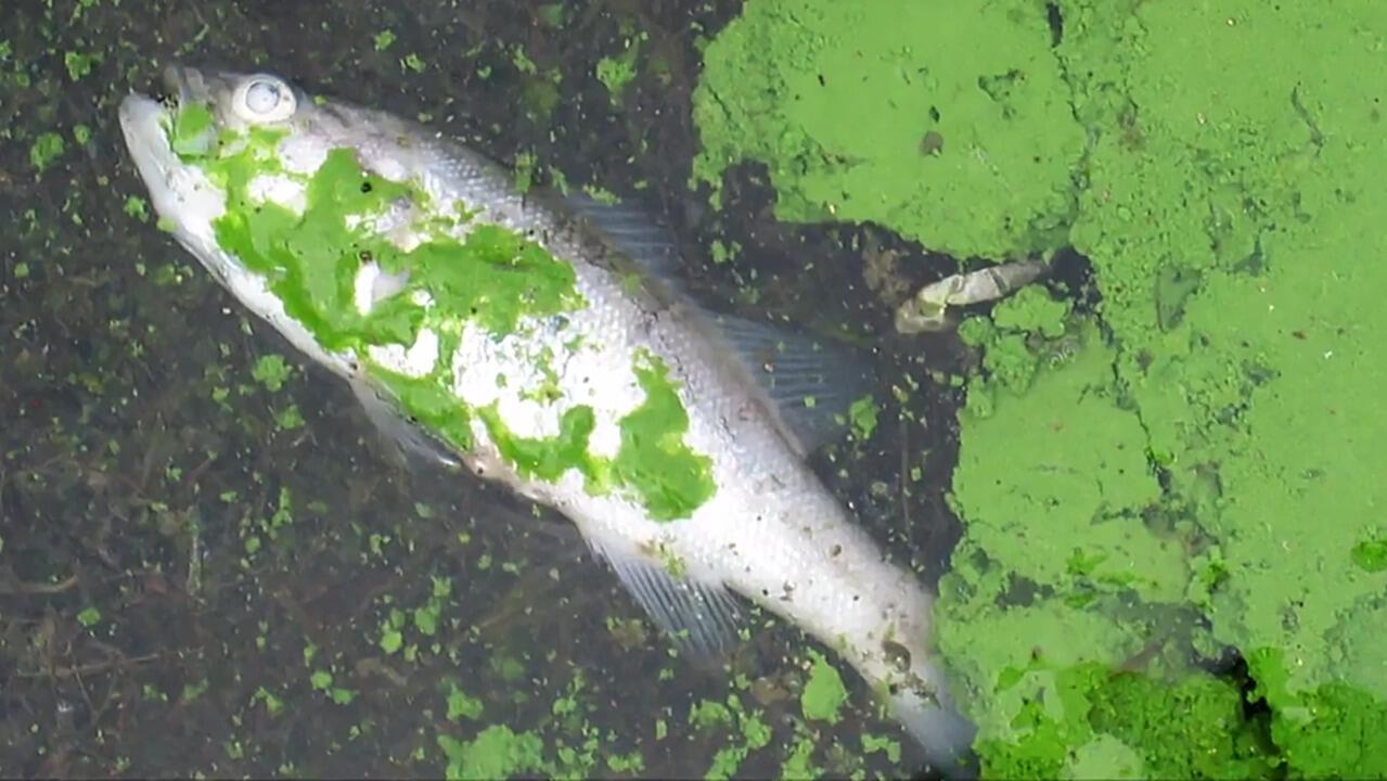 Mengenal Fenomena Alam HABs (Harmful Algae Blooms) Yang Sangat Beracun dan Mematikan