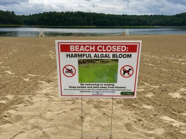 Mengenal Fenomena Alam HABs (Harmful Algae Blooms) Yang Sangat Beracun dan Mematikan