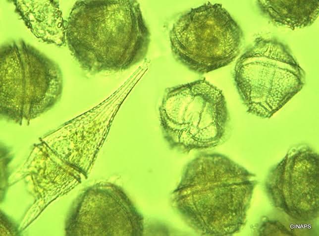 Mengenal Fenomena Alam HABs Harmful Algae  Blooms Yang 