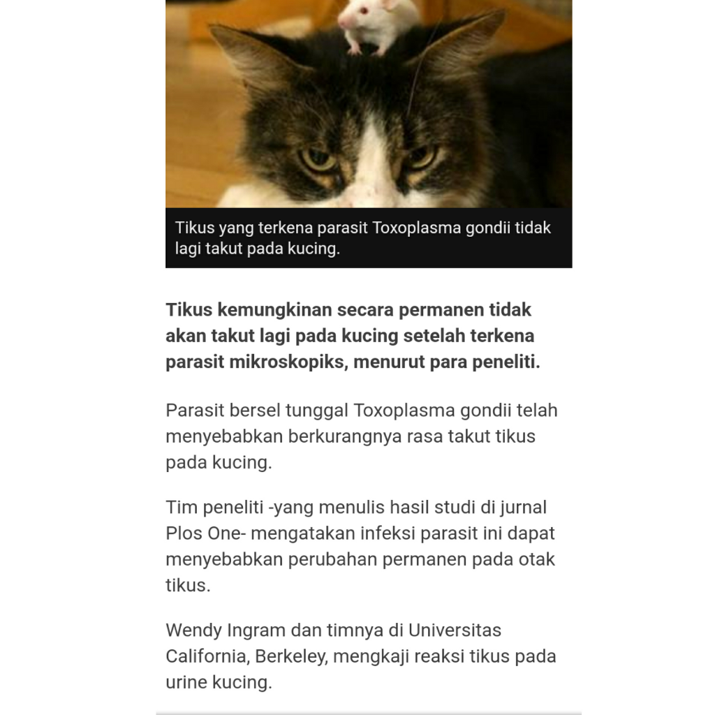 Kocak! Kucing Berani dengan Beruang, Takut dengan Tikus! Tom&amp;Jerry Real Life




