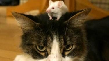 Kocak! Kucing Berani dengan Beruang, Takut dengan Tikus! Tom&amp;Jerry Real Life




