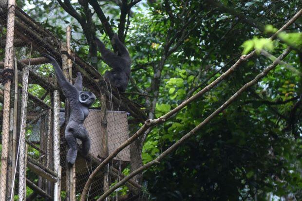 Pertamina Ajak Masyarakat Peduli Alam dan Kenali Owa Jawa di Gunung Puntang