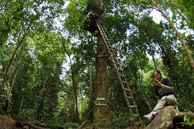 Berpesta HALLOWEEN bersama HANTU KUYANG di Hutan Kalimantan 