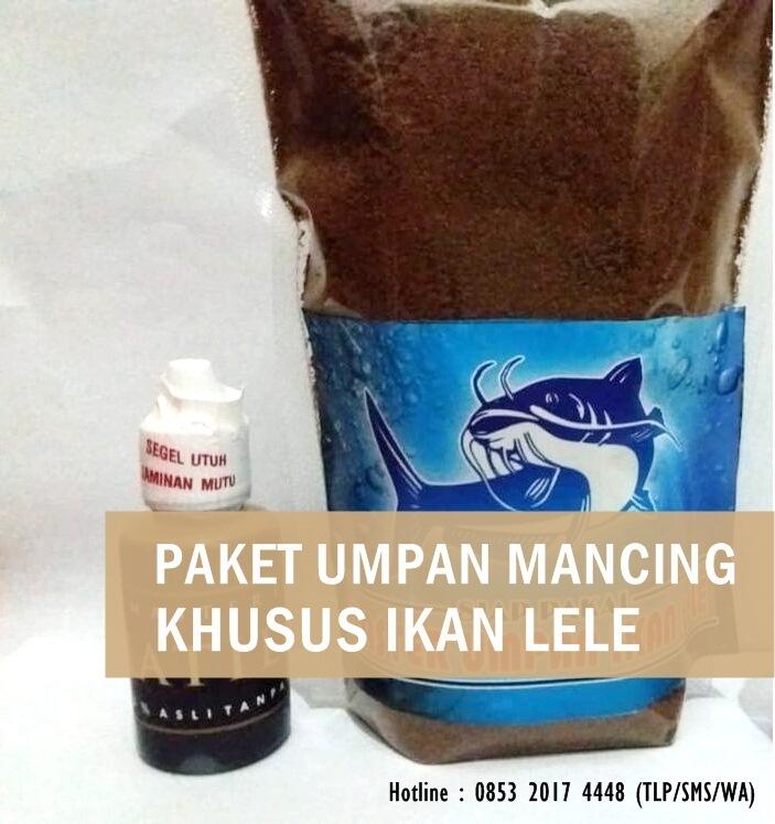 Umpan Alami Ikan Lele Jitu Dijamin Strike Anti Zonk! 