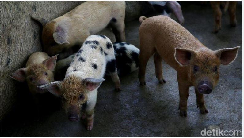 Ternak Babi Bikin Orang China Kaya Raya, Kalau di RI?