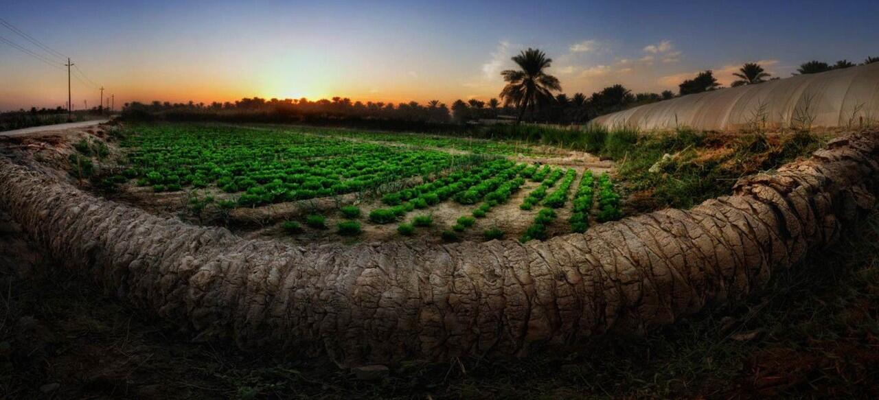 Sudah Tahu? Arab Saudi Punya Oasis Terbesar di Dunia