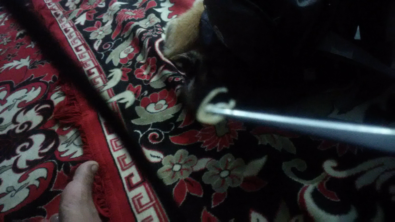 Kucing Ane Muntah