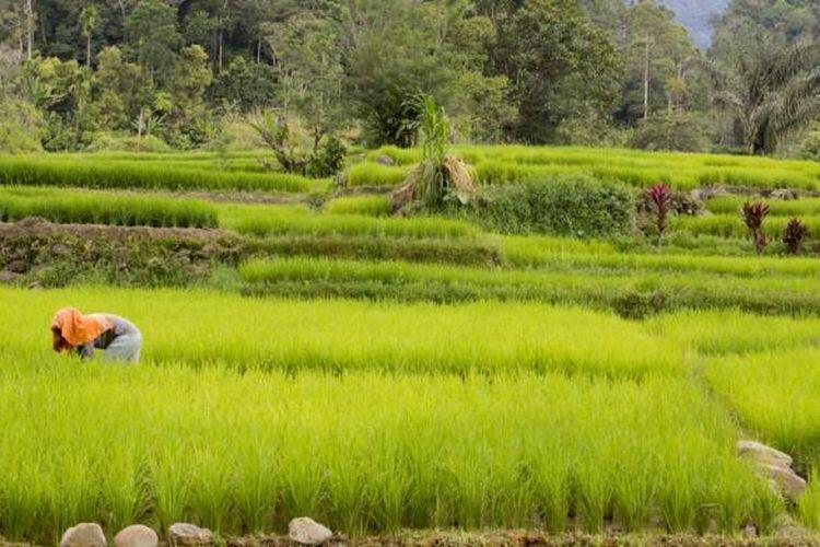 Sebuah Opini Tentang Kondisi Negeri Dalam Ancaman Radikalisme