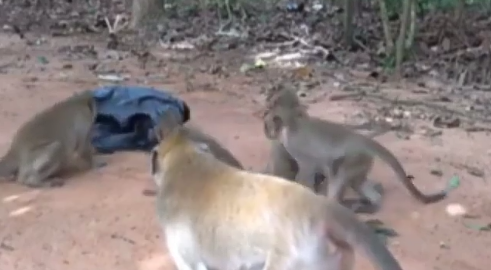 Viral Video Monyet Kepo Dengan Plastik Hitam Gerak-gerak, Lihat Apa Isinya? Kaget Gan