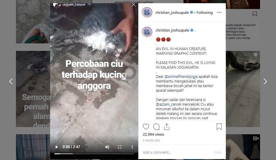 Biadab! Kucing Ini Dicekoki Ciu, Proses Sekarat Dibagikan Lewat Instagram Pula