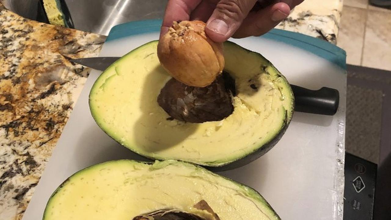 Berbobot 2.5 Kilogram, Alpukat Raksasa Ini Pecahkan Rekor Dunia