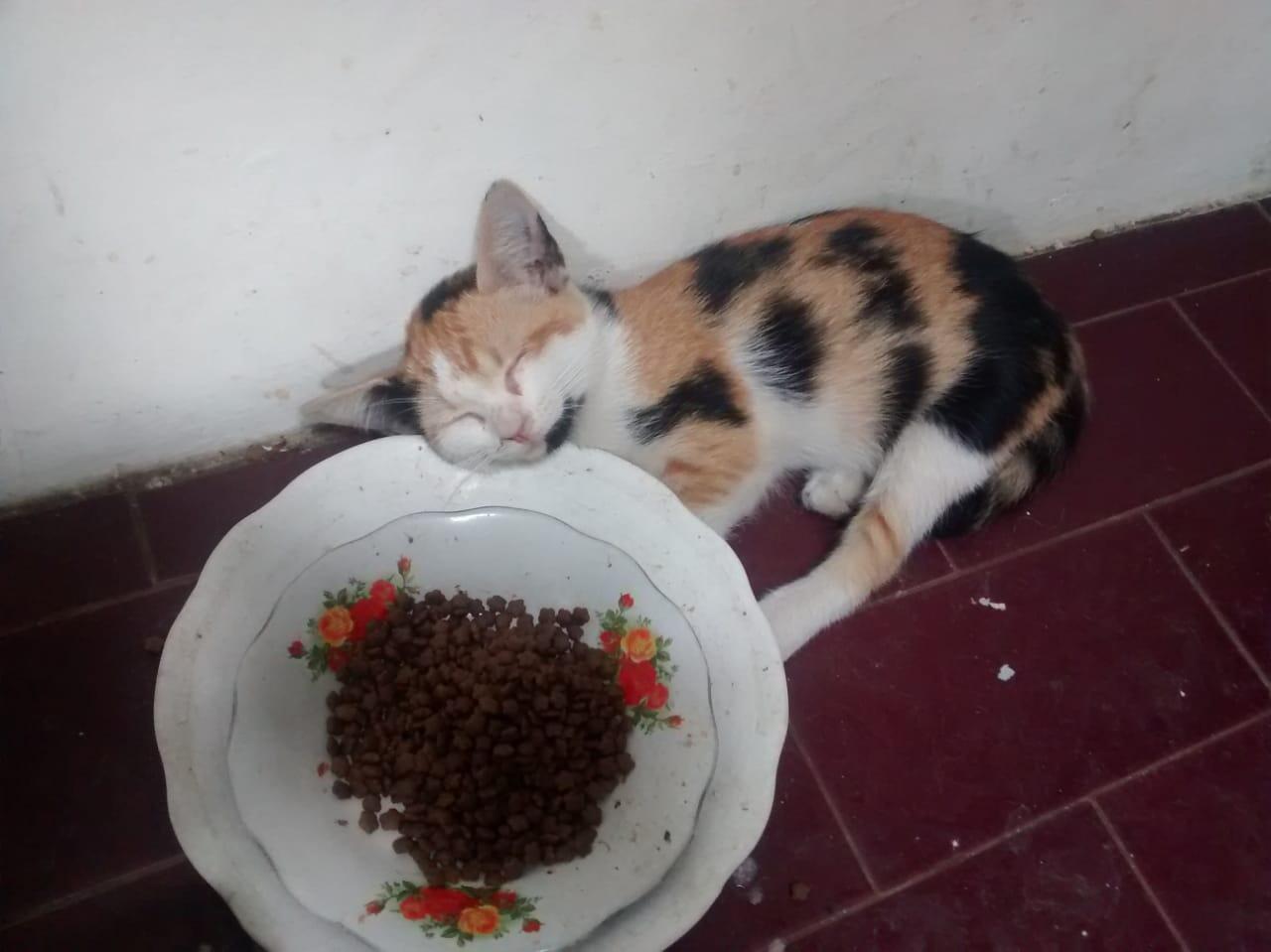 Kucing Ane Hilang....