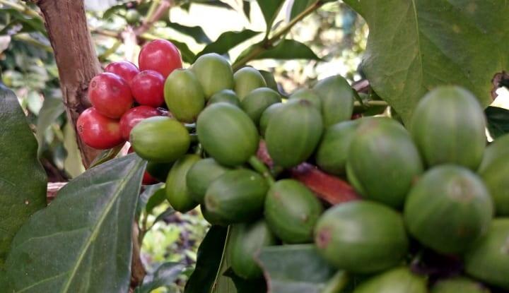 Supplier Berbagai Jenis Kopi (cherry, green bean, roastbean) kualitas terbaik