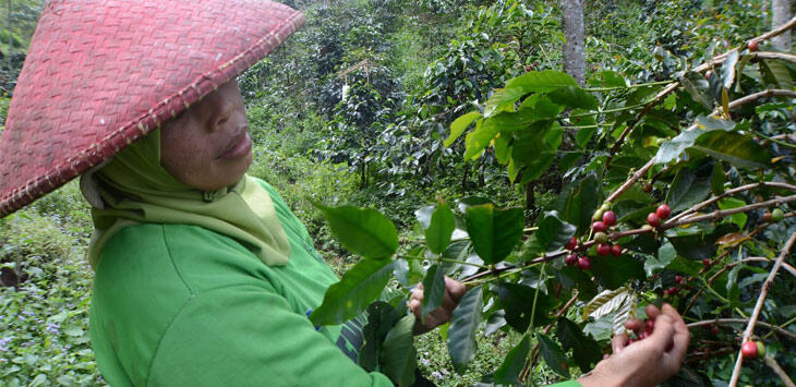 Supplier Berbagai Jenis Kopi (cherry, green bean, roastbean) kualitas terbaik