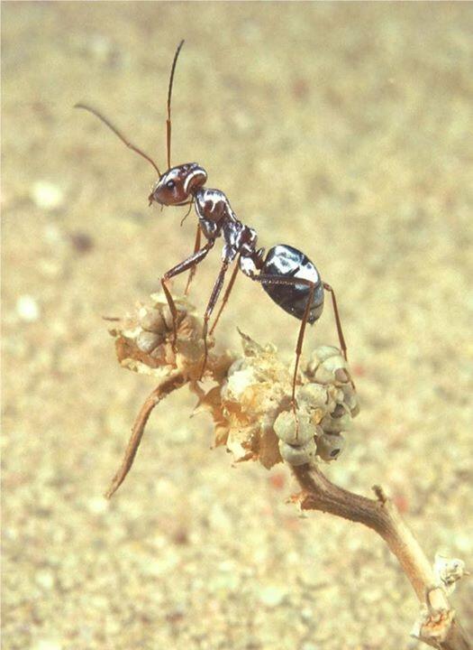 Inikah 3 Hal Unik Semut Perak Sahara yang Jarang Orang Tau? No 2 Tahan Panas! 