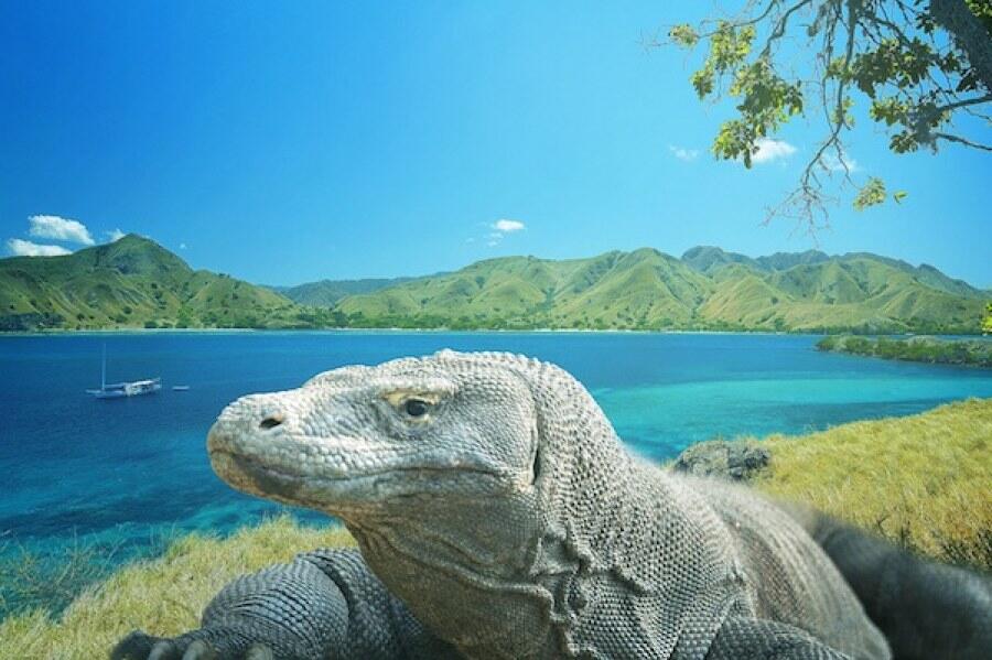 Agan Punya Uang 14 Juta? Bolehlah Main ke Pulau Komodo!