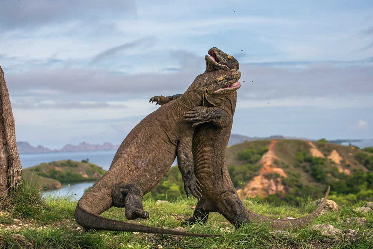 Agan Punya Uang 14 Juta? Bolehlah Main ke Pulau Komodo!