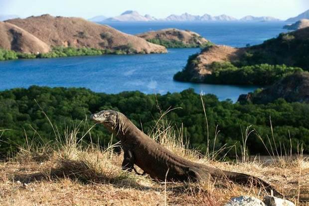 Wow! Harga Tiket Masuk Pulau Komodo Begitu Fantastis