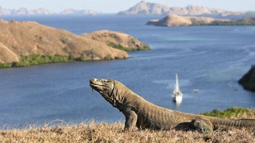 Wow! Harga Tiket Masuk Pulau Komodo Begitu Fantastis