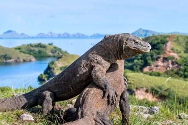 Wow! Harga Tiket Masuk Pulau Komodo Begitu Fantastis