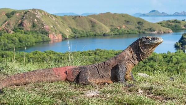 Perjalanan Panjang Pulau Komodo Mendunia, Legenda Pulau Komodo!