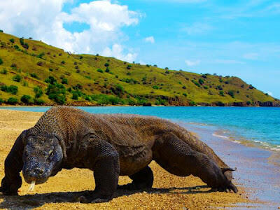 Perjalanan Panjang Pulau Komodo Mendunia, Legenda Pulau Komodo!