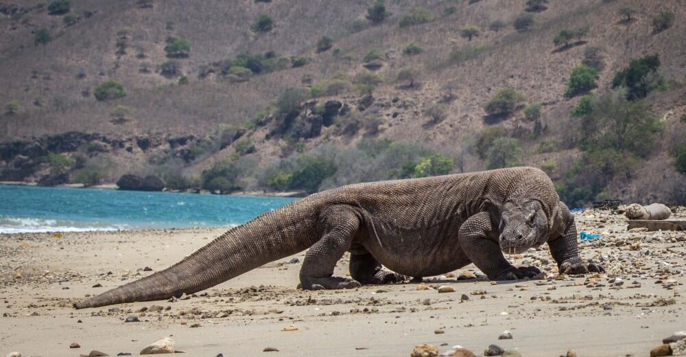 Biarlah Tiket Mahal Asal Tidak Punah Komodo Kami, Ingat Ini Kekayaan Prasejarah!