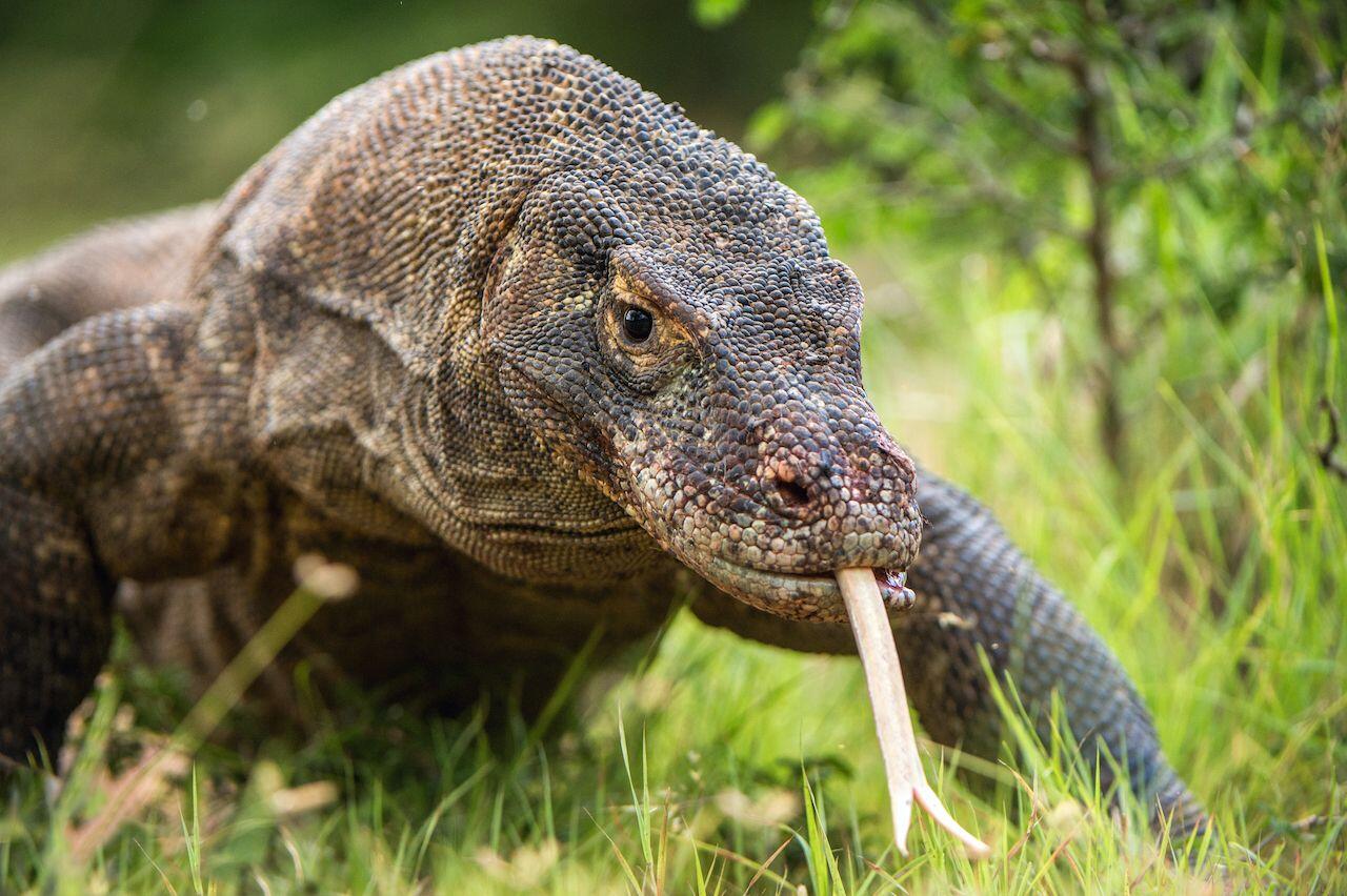 Biarlah Tiket Mahal Asal Tidak Punah Komodo Kami, Ingat Ini Kekayaan Prasejarah!