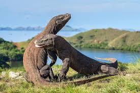 Pulau Komodo Semakin Eksklusif, Harus Bayar 14 Juta Untuk Masuknya Loh !!