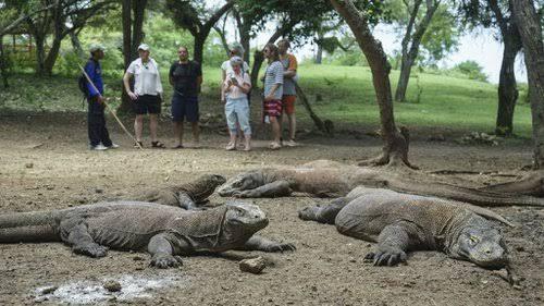 Mau lihat Komodo Harus Bayar Rp.14 juta? Ternyata Inilah Alasannya Gan!