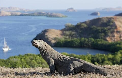 Wisata Eksklusif Pulau Komodo. Harus Bayar Mahal Untuk Sesuatu Yang Luar Biasa