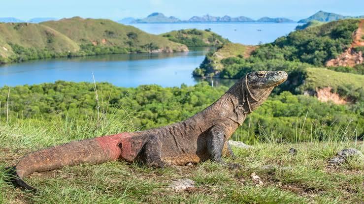 Wisata Eksklusif Pulau Komodo. Harus Bayar Mahal Untuk Sesuatu Yang Luar Biasa